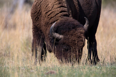 Bull close-up-2