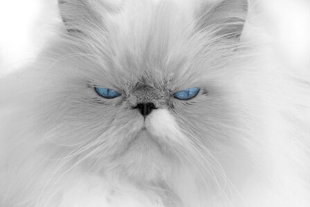 Blue eyes beautiful animal