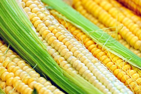 Agriculture beautiful photo calorie