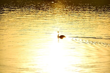 Calm golden glow shadow