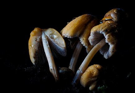 Beautiful Photo biology brown