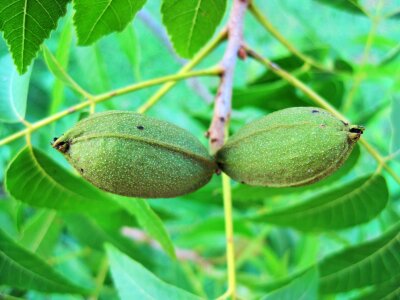 Fruit food ripe