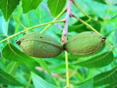 Fruit food ripe photo