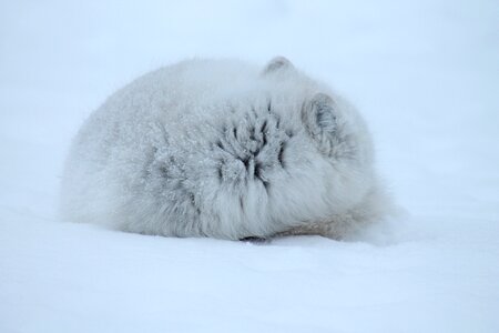 Wildlife carnivore arctic fox photo