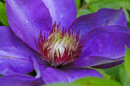 Violet flower purple