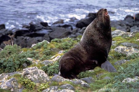 Fur fur seal seal photo