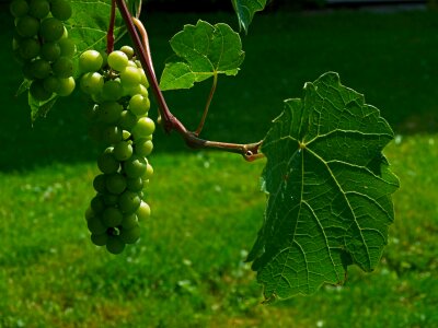 Grape leaves fruit grapevine