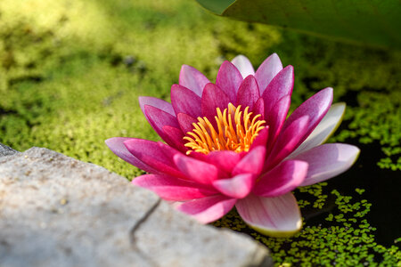Pink Water Lily and Duckweed in the Pond photo