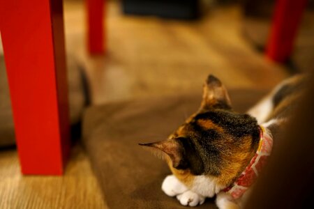 Fur cat domestic