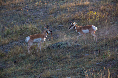 Pronghorn Antelope bucks fight-1