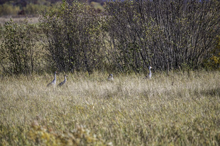 Cranes in the tall grass at Crex Meadows photo