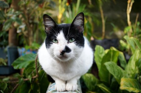 Black And White curiosity domestic cat photo