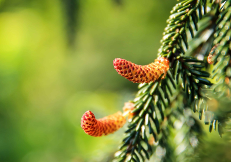 Branch conifer conifers
