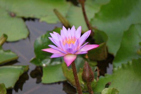 Aquatic beautiful beautiful flowers photo