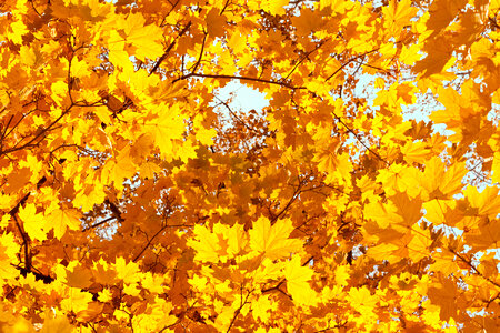 Yellow Autumn Leaves photo