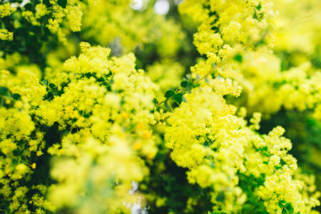 Yellow flowers