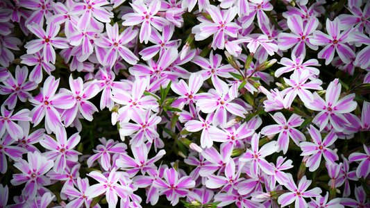 Garden plant spring