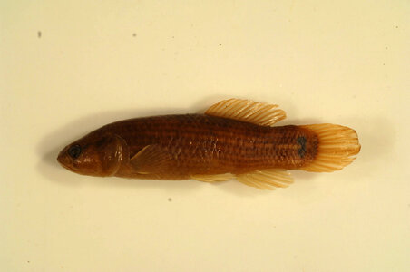 Umbra pygmaea-1