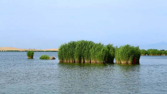 Lake water reed photo