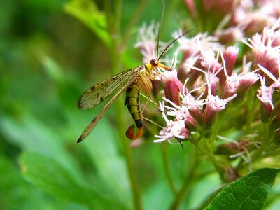Nature meadow fly