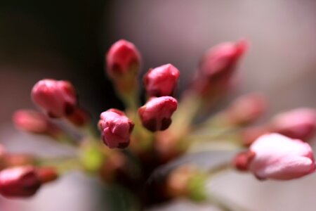 Apple beautiful flowers beautiful photo