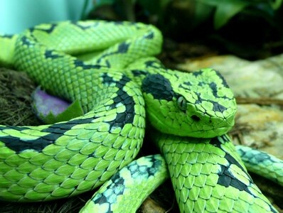 Venomous poisonous mexico