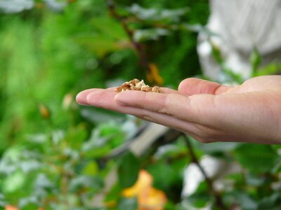 Bird feeding bird seed tit photo