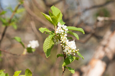 spring flowers