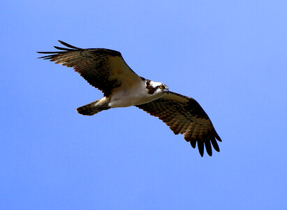 Osprey-2