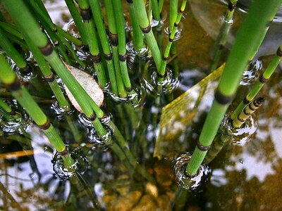 Water grass nature