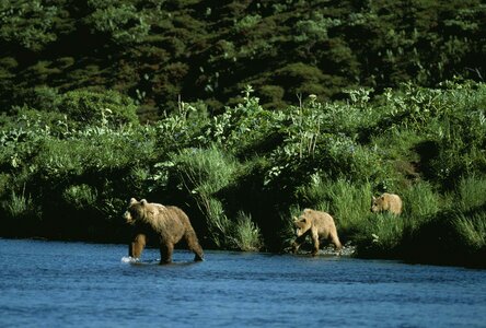 Bear river 