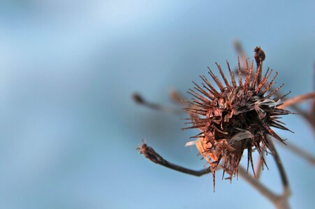 Blue brown plant