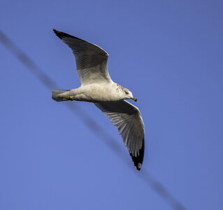 Seagull in flight with wings spread photo