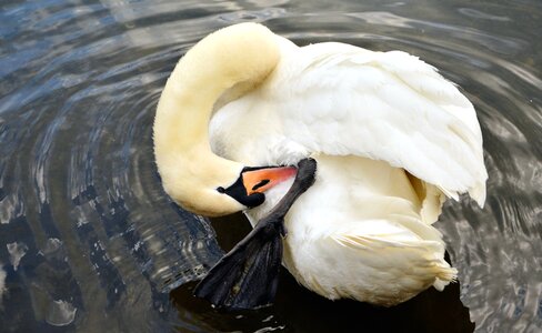 Animal aquatic bird bird photo