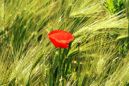Agriculture beautiful flowers biology