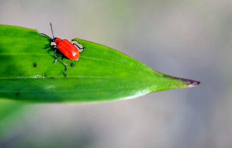 Insect animal bug