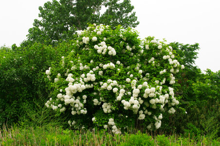 14 Flower