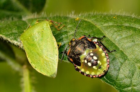 Bug nezara viridula photo