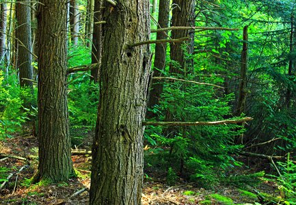 Bark branch conifer