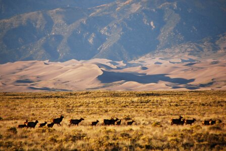 Elk Near Entrance Road