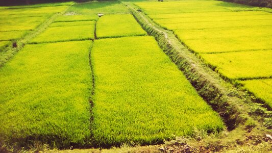 Green Bangladesh photo