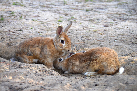 14 Rabbit