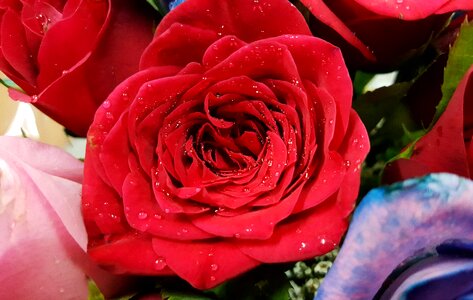 Flower red romantic