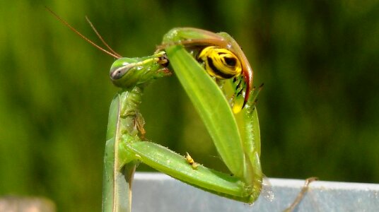 Insects class insecta nutrition photo