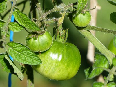 Tomato green tomato fruit