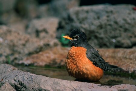 Migratory songbird robin photo