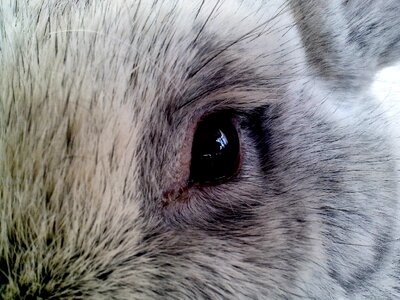 Bunny close close-up
