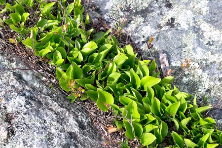 Detail environment flora