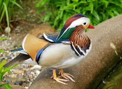 Ornamental duck bird aix galericulata