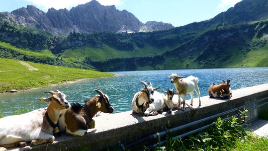 Wedding mountain lake country provider hut goats photo